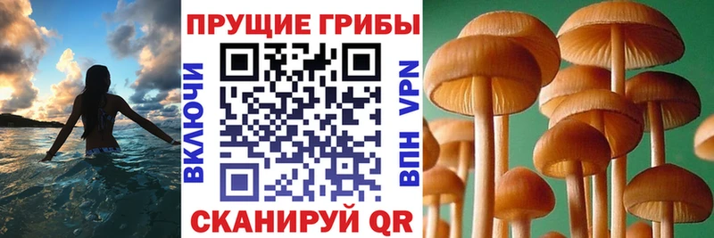 Псилоцибиновые грибы Cubensis  Иннополис 